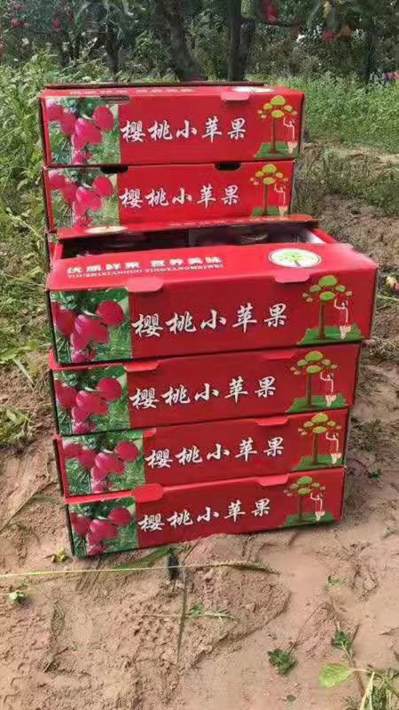 鸡心果123苹果K9苹果产地位于山区昼夜温差大