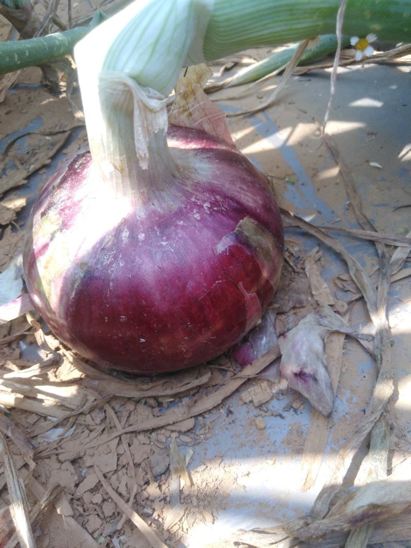 本地红皮洋葱，果大皮红，抗病能力强，适应性广。