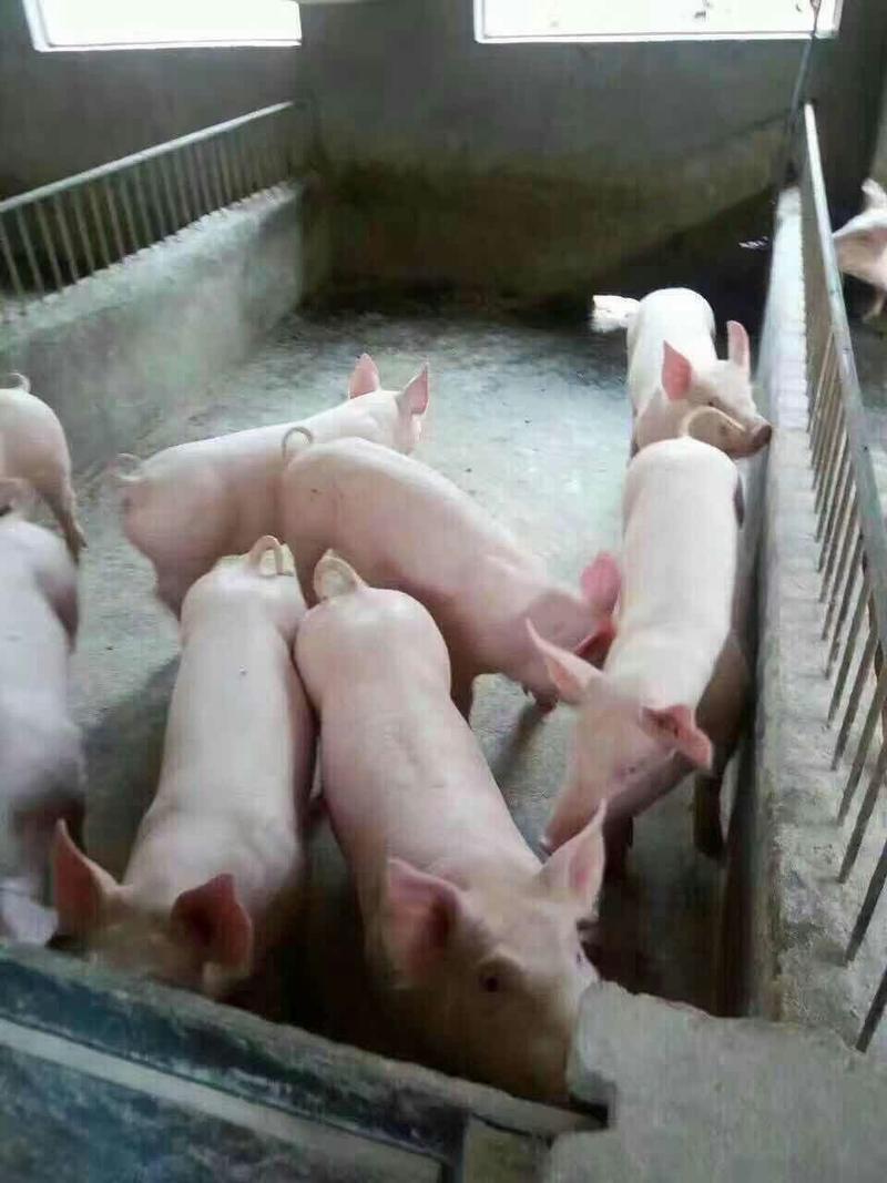 太湖母猪原种奶头多高产量品种好，价格低。