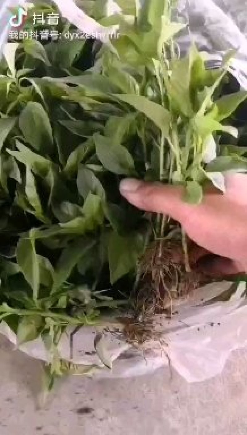高产早熟高辣艳红高辣天宇辣椒苗