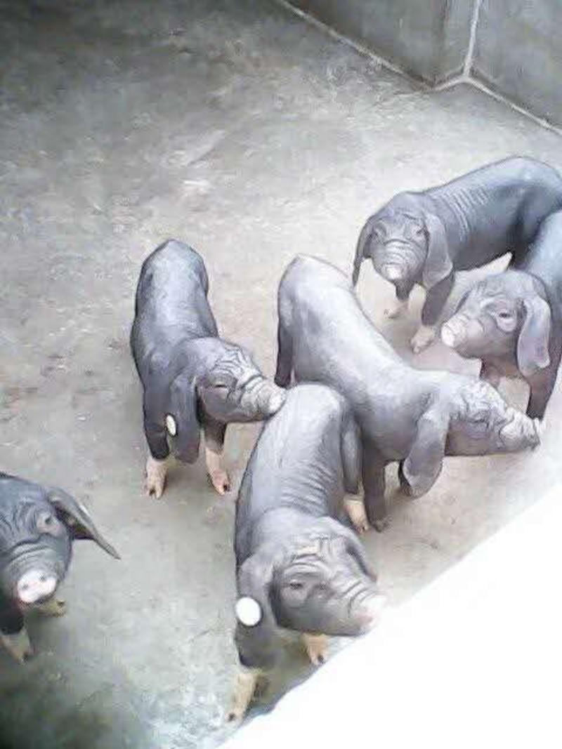 苏太母猪品种好，价格低包运输包成活。