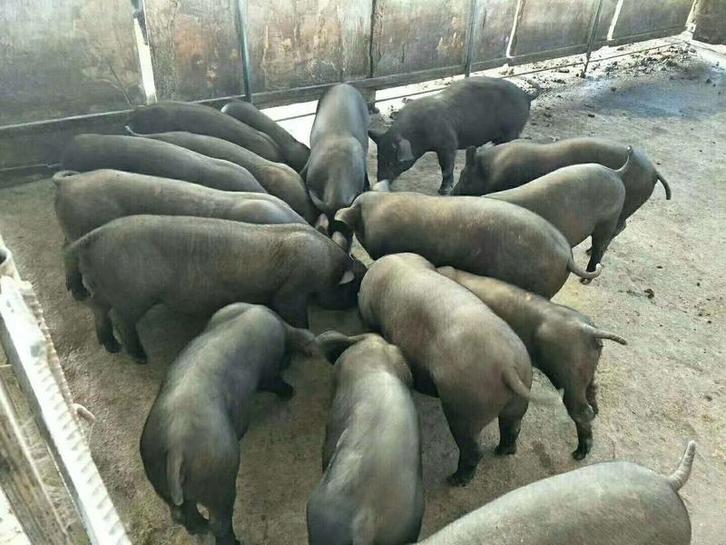 苏太母猪品种好，价格低包运输包成活。