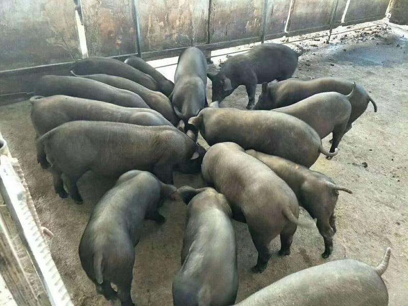 二元母猪代孕母猪太湖母猪品种好，价格低。