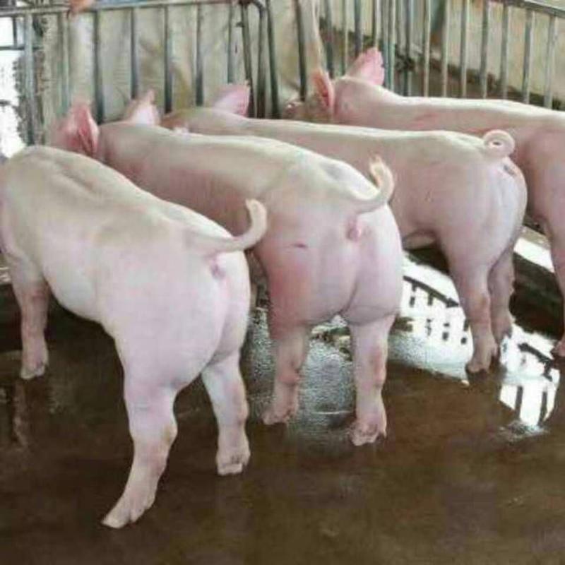 二元母猪代孕母猪太湖母猪品种好，价格低。