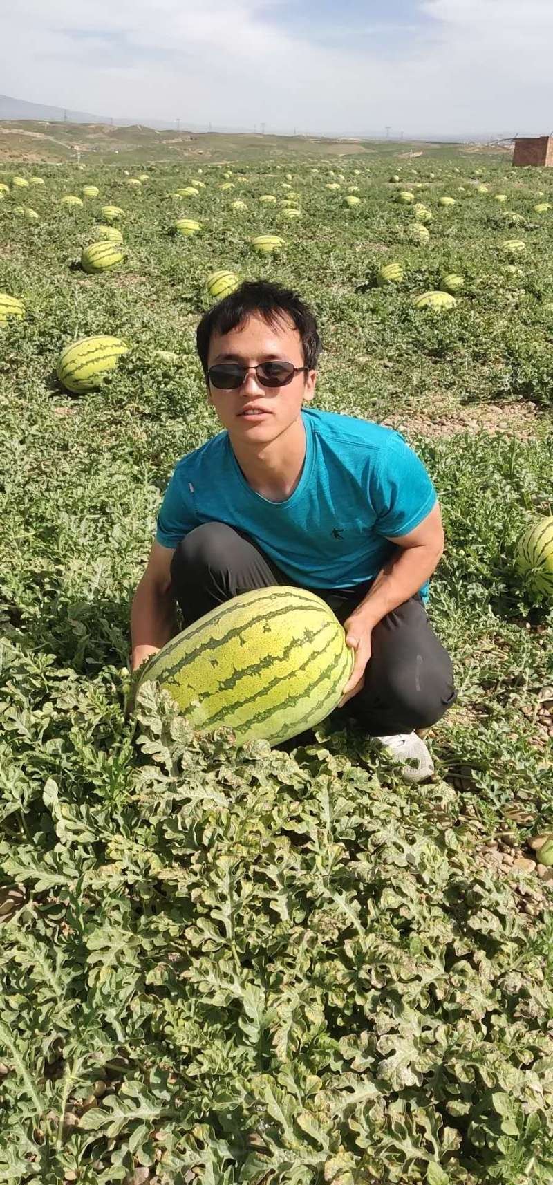 宁夏中卫硒砂瓜，品质有保证价格合理对接全国欢迎来电
