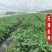 大棚蔬菜大棚草莓大棚种植西瓜大棚简易大棚安全有保障