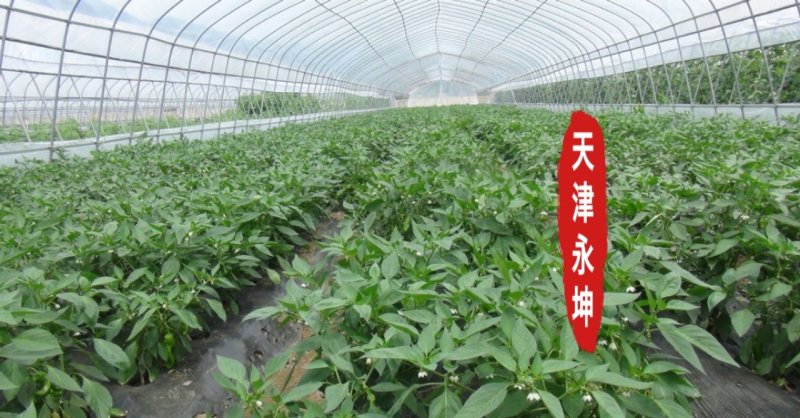 大棚蔬菜大棚草莓大棚种植西瓜大棚简易大棚安全有保障