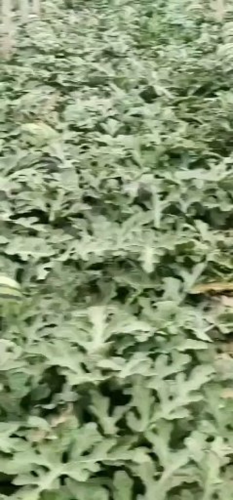 供应辽宁3000亩温室大棚甜王西瓜货源没问题