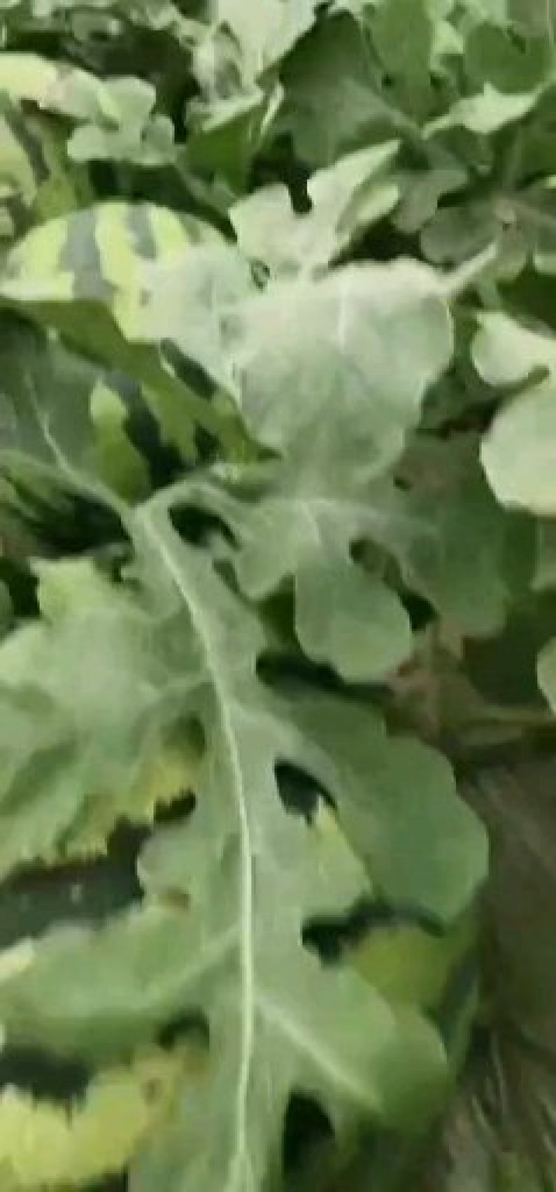 供应辽宁3000亩温室大棚甜王西瓜货源没问题