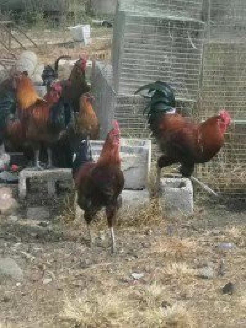 脱温土鸡苗，脱温武定土鸡苗，脱温无量山土鸡苗