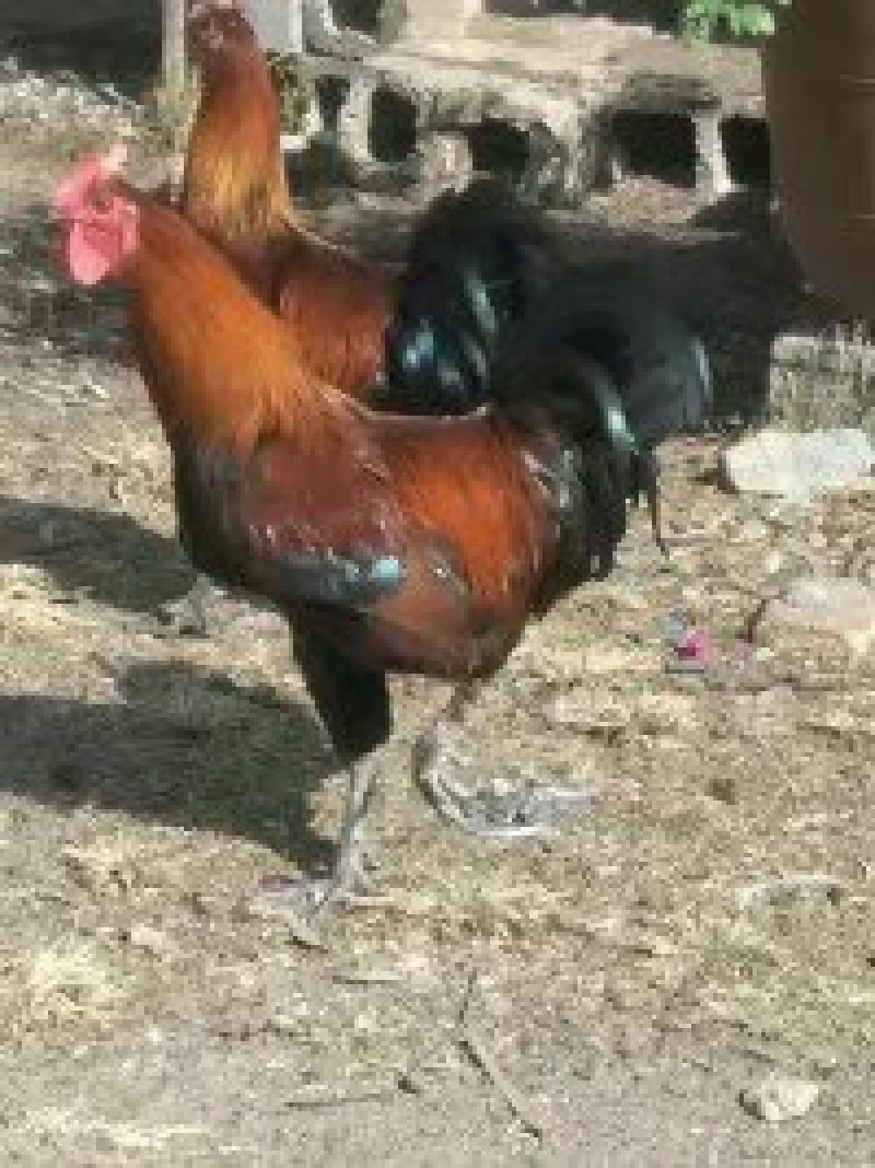 脱温土鸡苗，脱温武定土鸡苗，脱温无量山土鸡苗