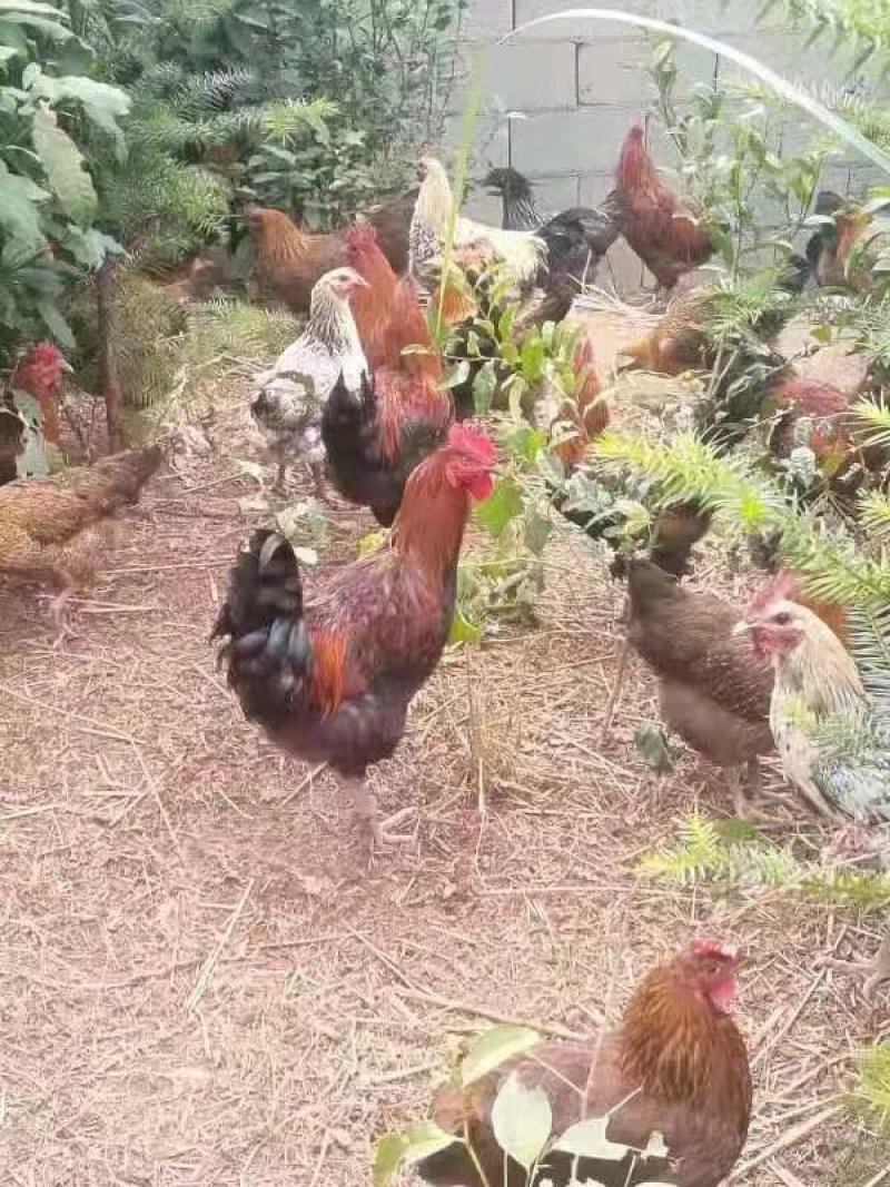 脱温土鸡苗，脱温武定土鸡苗，脱温无量山土鸡苗