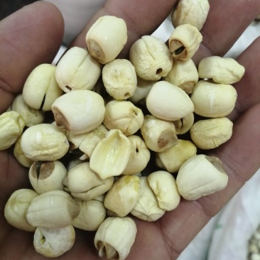 莲子，药食两用莲子，颜色漂亮干度好，各规格现货供应