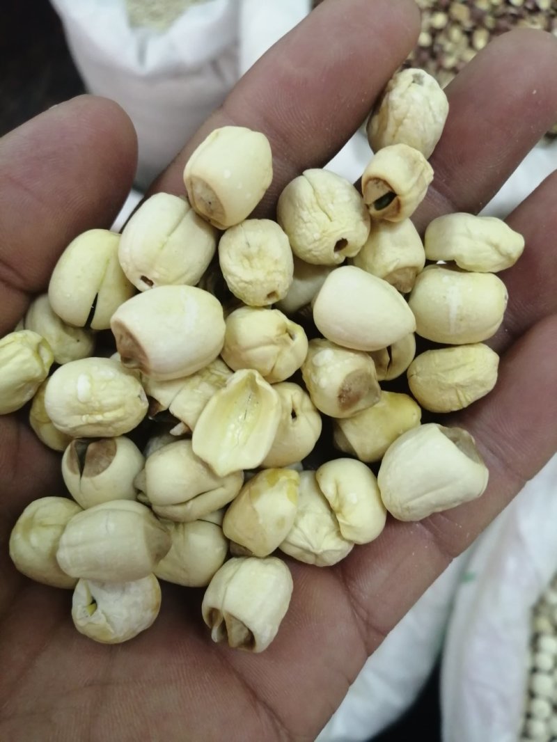 莲子，药食两用莲子，颜色漂亮干度好，各规格现货供应