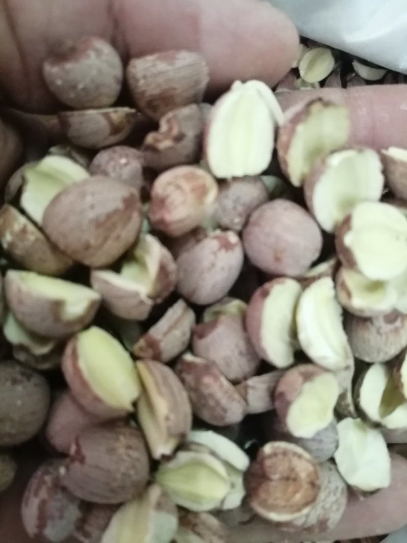 莲子，药食两用莲子，颜色漂亮干度好，各规格现货供应