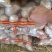 土豆