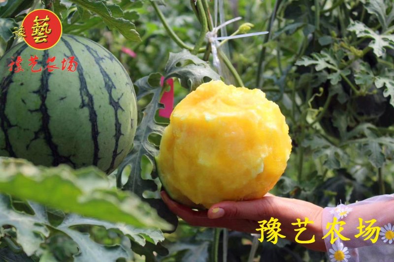 【西瓜苗】豫艺瓜之宝黄瓤瓜嫁接西瓜苗西瓜嫁接