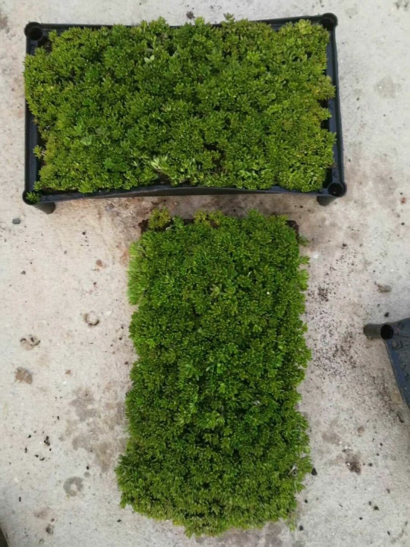 佛甲草盆栽绿化苗屋顶隔热