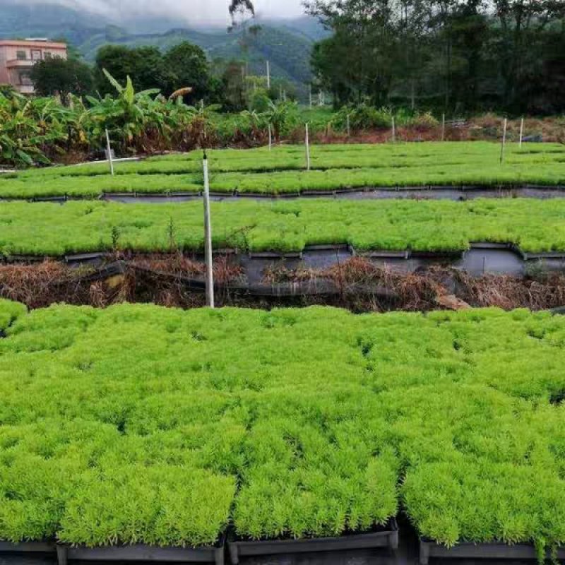 佛甲草盆栽绿化苗屋顶隔热