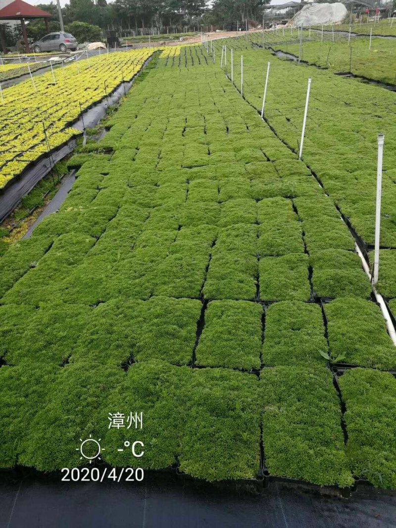 佛甲草盆栽绿化苗屋顶隔热