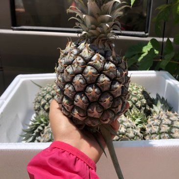 【顺丰陆运】海南手撕凤梨菠萝现摘现发支持电商平台代发