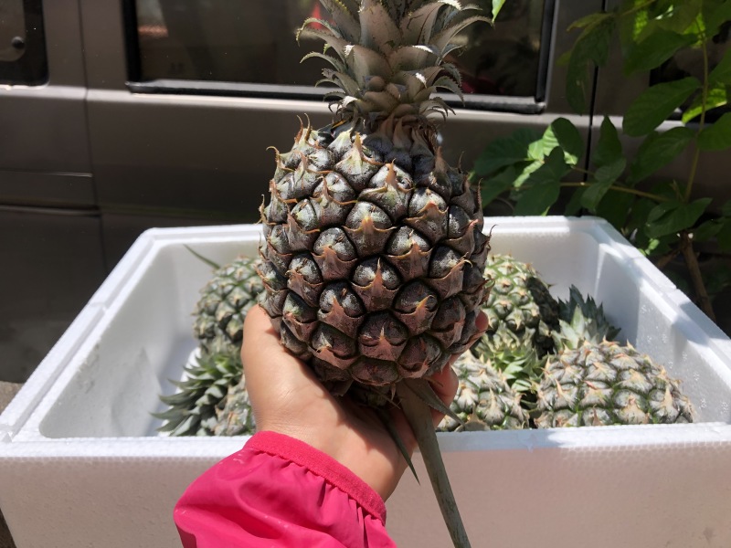 【顺丰陆运】海南手撕凤梨菠萝现摘现发支持电商平台代发