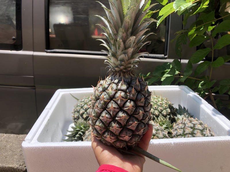 【顺丰陆运】海南手撕凤梨菠萝现摘现发支持电商平台代发