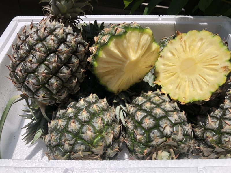 【顺丰陆运】海南手撕凤梨菠萝现摘现发支持电商平台代发