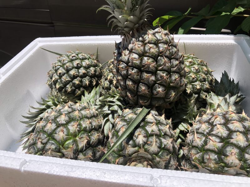 【顺丰陆运】海南手撕凤梨菠萝现摘现发支持电商平台代发