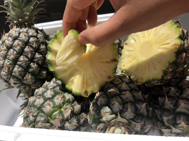 【顺丰陆运】海南手撕凤梨菠萝现摘现发支持电商平台代发