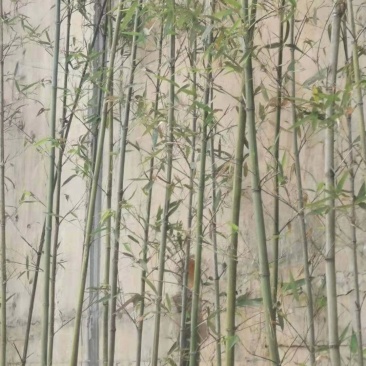 绿化竹子，绿化小毛竹，