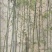 绿化竹子，绿化小毛竹，