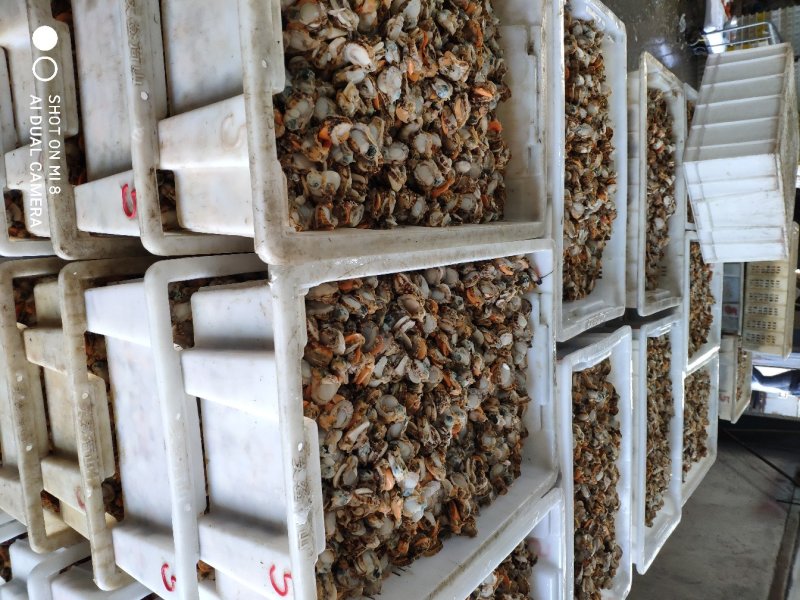 扇贝肉纯原汁扇贝肉每天新鲜加工出货量大优惠