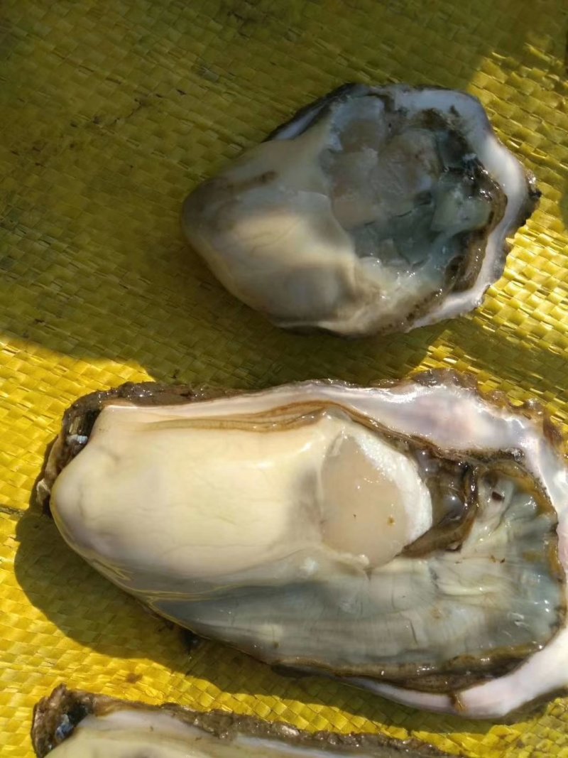 大连冷水生蚝牡蛎肥美净化机洗大中小规格全非非乳山台山福建