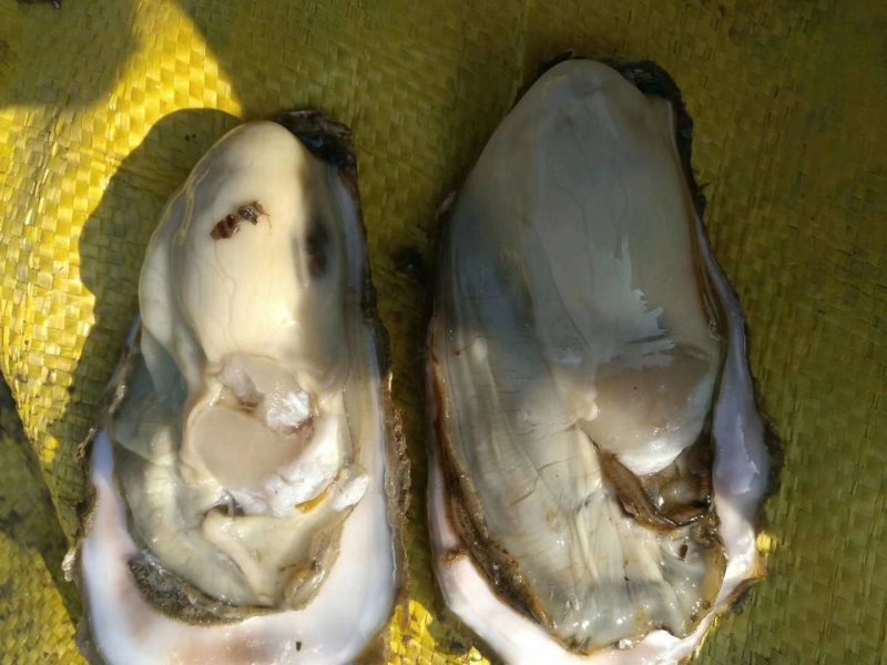大连冷水生蚝牡蛎肥美净化机洗大中小规格全非非乳山台山福建