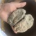 天麻小草坝大乌天麻天麻浓地道天麻产地直发