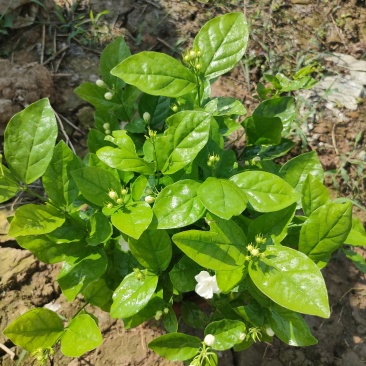 茉莉花，基地直销物美价廉