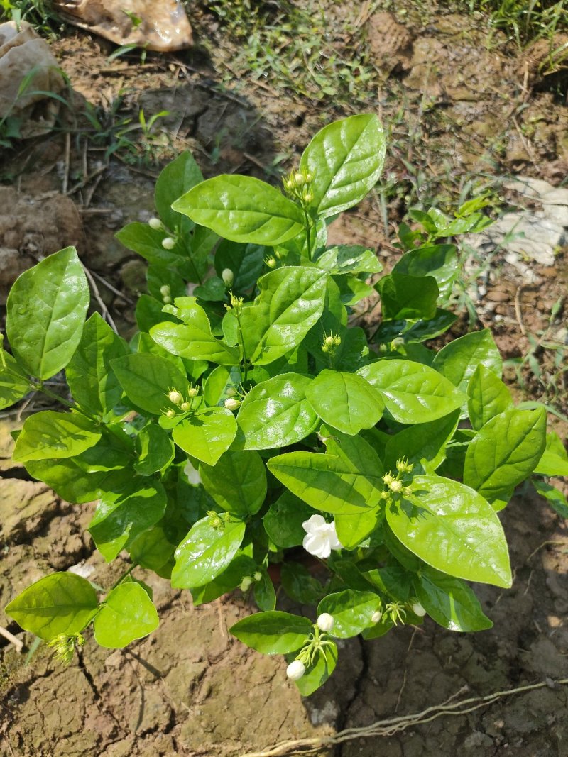 茉莉花，基地直销物美价廉