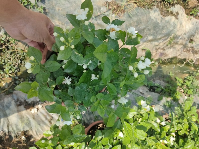 茉莉花，基地直销物美价廉