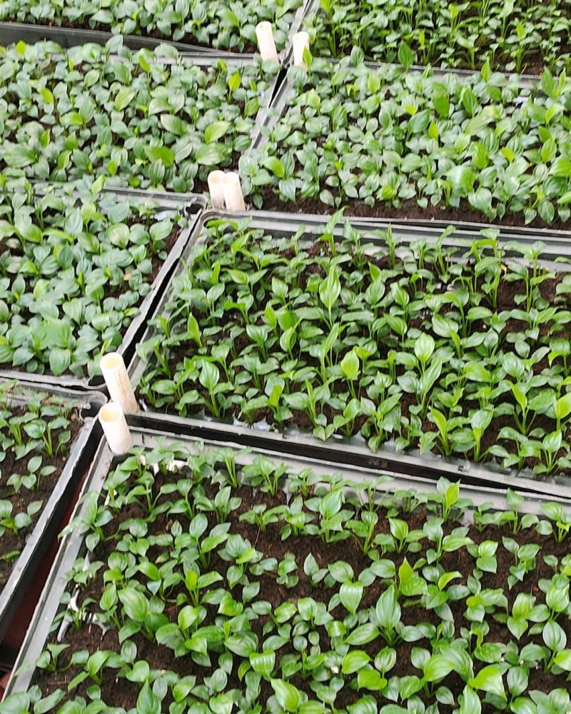 白掌穴盘苗室内净化空气观叶观花水培绿植一帆风顺盆栽苗