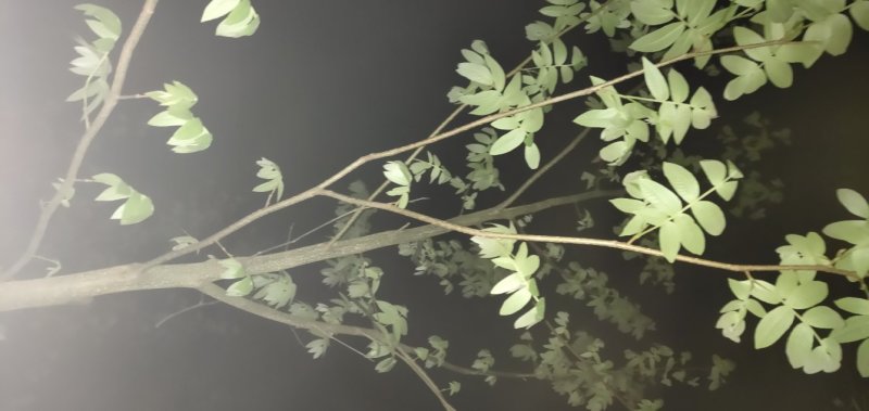 青钱柳