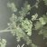 青钱柳
