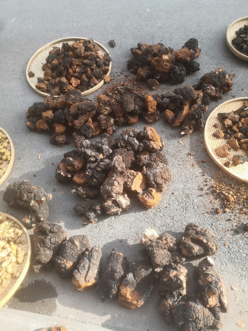 包邮西藏白桦茸.桦褐孔菌.纯野生新货，全干新货！
