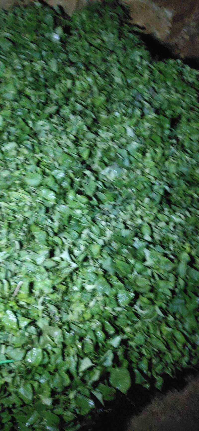 商薯19