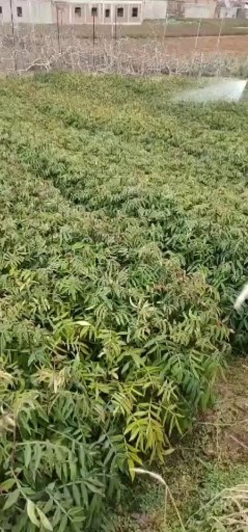 九叶青花椒苗青花椒苗。品种保证质量保证技术指导证照提供