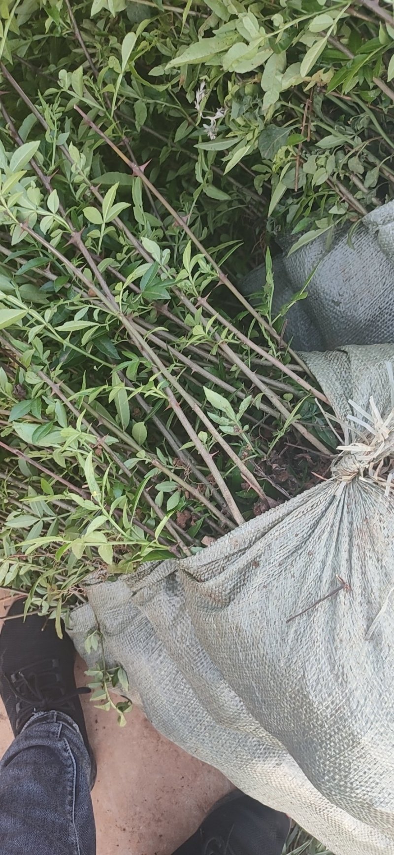 九叶青花椒苗青花椒苗。品种保证质量保证技术指导证照提供