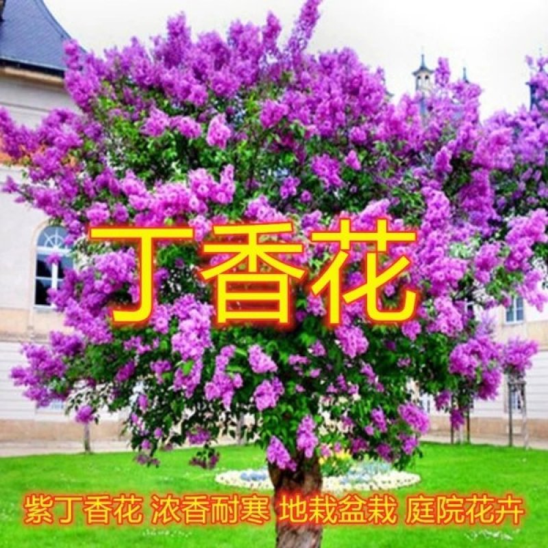 丁香树庭院植物丁香花树绿化紫丁香树，丁香花香