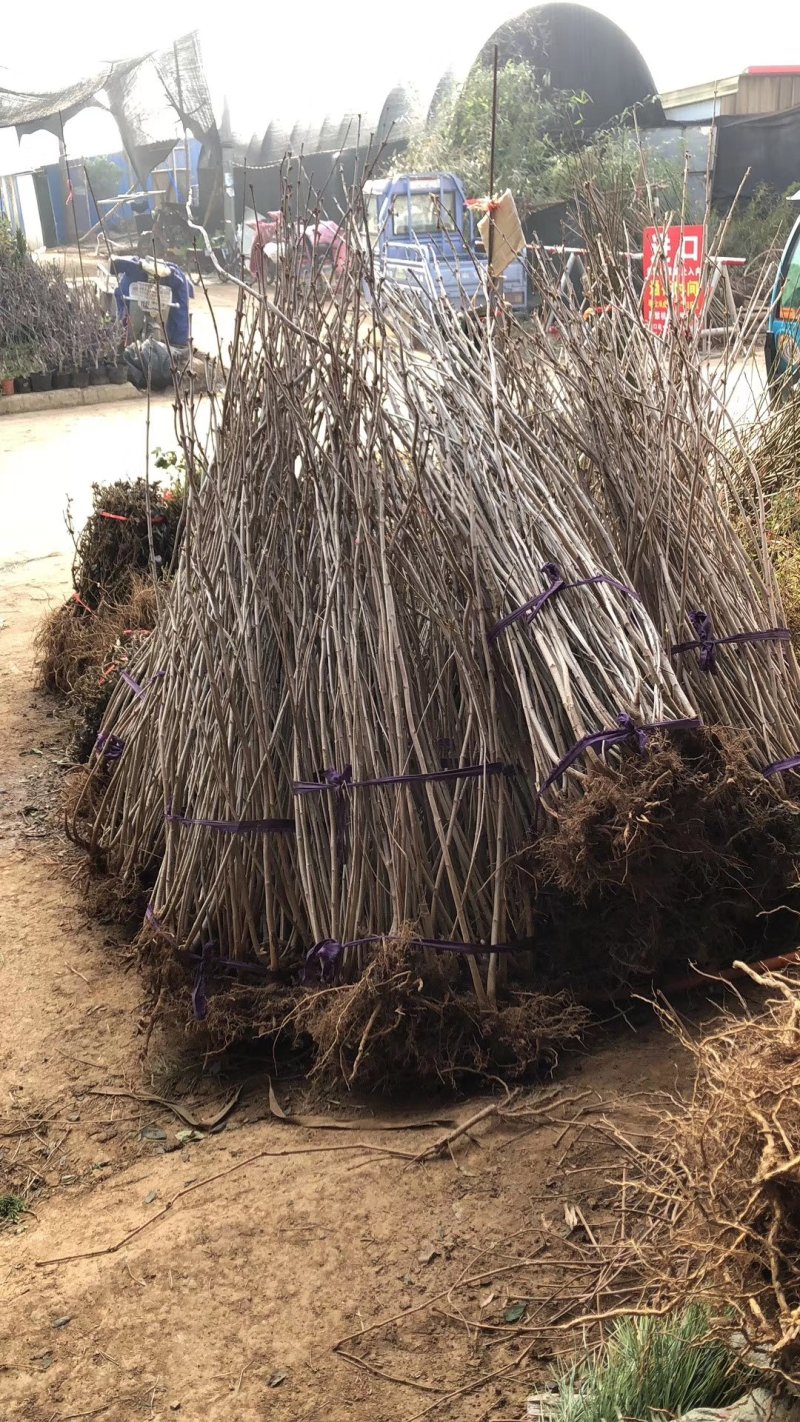 丁香树庭院植物丁香花树绿化紫丁香树，丁香花香