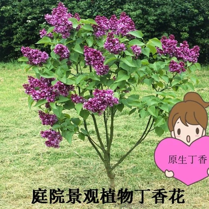 丁香树庭院植物丁香花树绿化紫丁香树，丁香花香