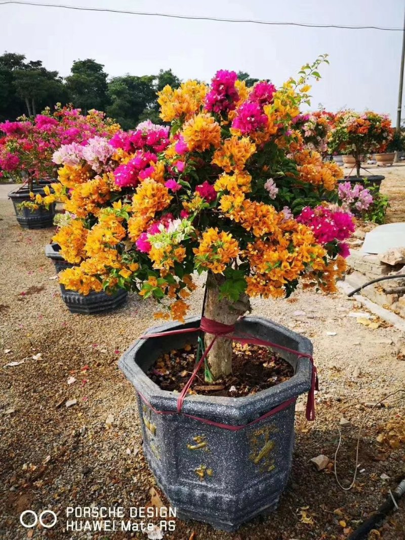 花卉盆景，特色，新型花卉